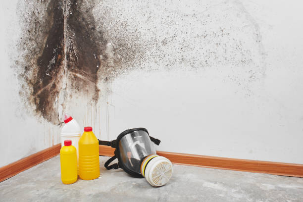 Mold Removal Process in South Milwaukee, WI