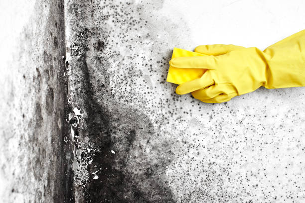 Best Attic Mold Removal  in South Milwaukee, WI