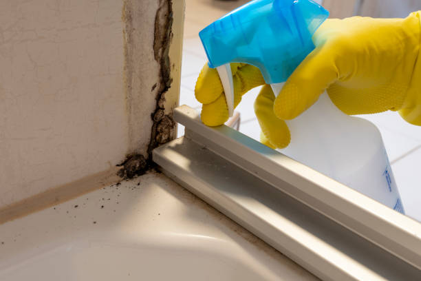 Best Commercial Mold Removal  in South Milwaukee, WI