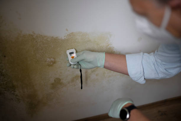 Best Mold Removal Company Near Me  in South Milwaukee, WI