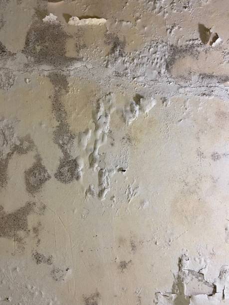 Best Mold Removal Process  in South Milwaukee, WI