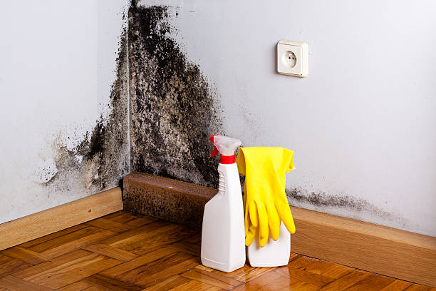 Professional Mold Removal in South Milwaukee, WI