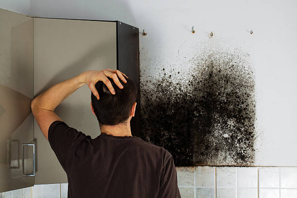 Best Mold Testing  in South Milwaukee, WI