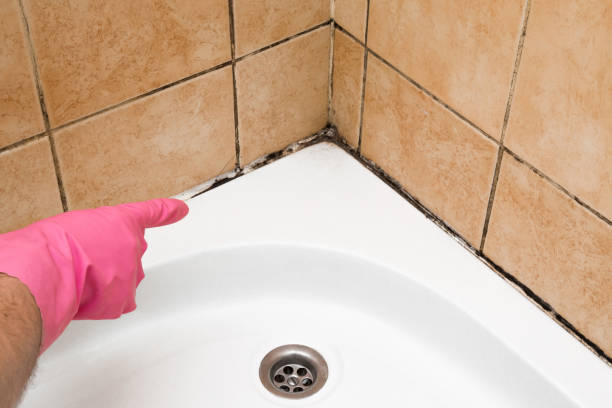 Best Professional Mold Removal  in South Milwaukee, WI